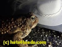 /home//u458753944/public_html/sourcegallery////////////////Roxborough Toad Detour/2021/2021-03-28/P3280085.JPG